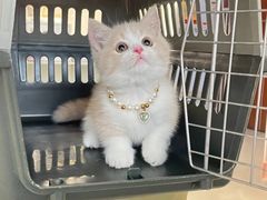 -lincat·猫舍(广州店)