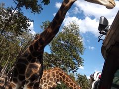 -清迈夜间动物园