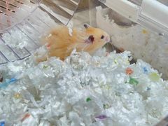 -Pets First伊珊娜洗护·精致美容·家庭式寄养(新会路店)