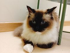 -猫在这儿猫咪咖啡馆·撸猫馆