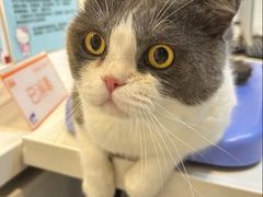 -御宝贝·A梦猫科宠物医院(国际猫友好医院)