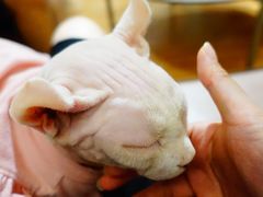 -MOCHA明星猫咖(田子坊店)