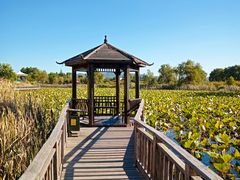 -羊亭河湿地公园