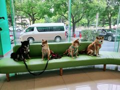 -瑞派申生动物医院·24H夜诊·国际动物医疗中心·骨外科(吴中路店)