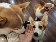 -柯斗斗主题餐厅·狗咖·围炉煮茶·茶饮(国瑞升平里店)