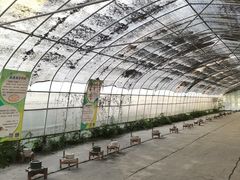 -前小桔亲子创意农场·草莓采摘·露营烧烤