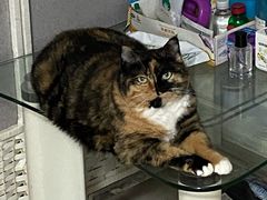 -美联众合动物医院·24h京西诊疗中心