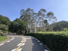 -黄埔油麻山森林公园