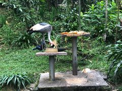 -吉隆坡雀鸟公园