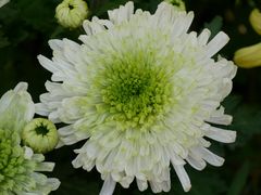 -黑龙江省森林植物园