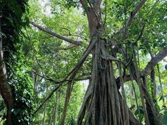 -中国科学院西双版纳热带植物园