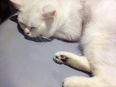 -集宠猫柠宠物生活馆