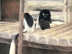 -灵玲国际马戏城