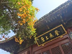 -洛阳白马寺