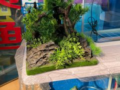 -山东柏宁水族批发广场