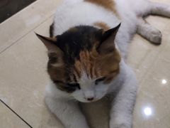 -小伙伴宠物医院•急重症转诊中心·老年专科·犬猫全科(北大街总院)