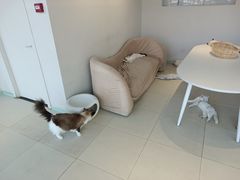 -怪兽屋·羊驼·猫咖·狗咖(俊华广场店)