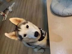 -Husky Go! 哈士奇体验馆·宠物咖啡厅狗咖