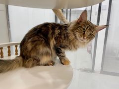 -1013 PET SHOP 宠物商店(近铁城市广场店)