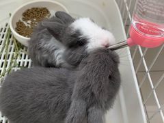 -爸爸糖吐司面包(无锡阳光花园店)