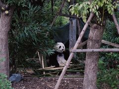 -成都大熊猫繁育研究基地