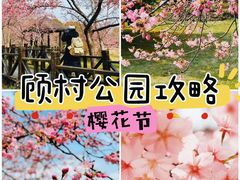 -顾村公园