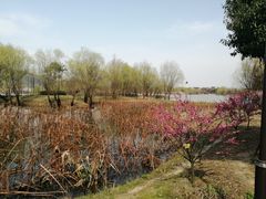 -长兴太湖图影湿地文化园