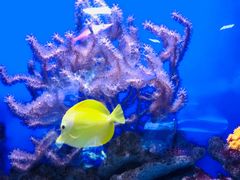 -迪拜水族馆及水下动物园