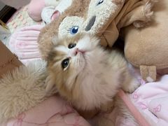 -欣宠猫屋·矮脚拿破仑·蓝金金渐层