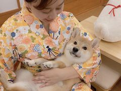 -豆柴町-柴犬主题狗咖(红鼎国际C座店)