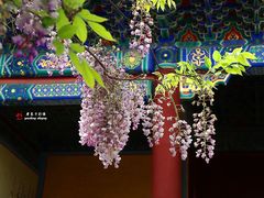 -北京国子监胡同
