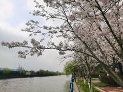 -高东镇樱花园