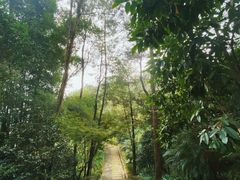 -铁山坪森林公园