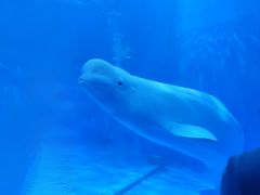 -多彩贵州城极地海洋世界