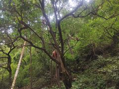 -黔灵山公园