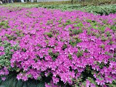 -七宝老街-闵行市民文化广场