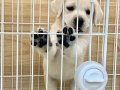 -南京宠物基地·宠物狗宠物猫售卖(南京店)