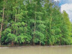 -上海海湾国家森林公园