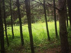 -塞罕坝国家级自然保护区