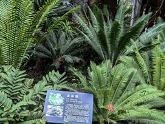 -北京植物园-展览温室