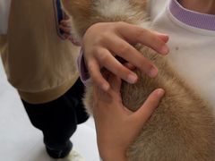 -四月宠物医院·猫专科·心脏专科·内科(转塘店)