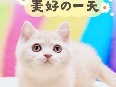 -70cat德文卷毛猫·缅因猫纯种猫舍