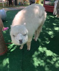 -萌宠亲子动物乐园(槐房万达店)