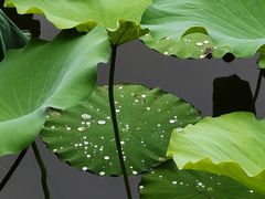 -荔湾湖公园
