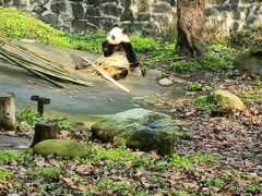 -都江堰中华大熊猫苑
