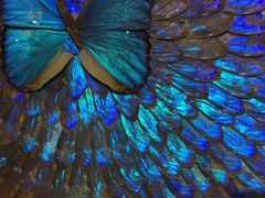 -上海昆虫博物馆