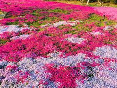 -棒棰岛宾馆景区