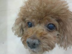 -艾贝尔宠物医院·狂犬免疫点(江山金象城店)