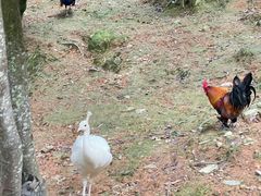 -泉州海丝野生动物世界