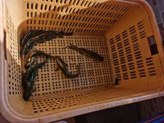 -大鹅岛灶台鱼·铁锅炖(水库路店)